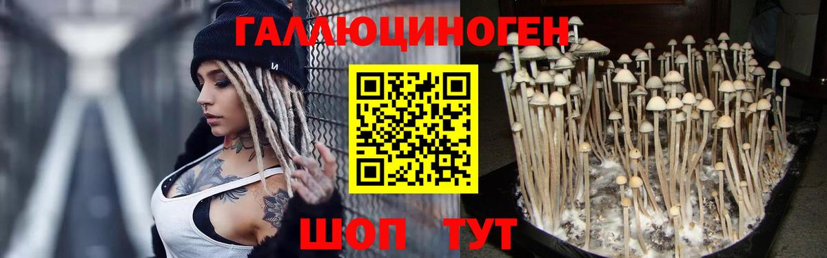 Галлюциногенные грибы Psilocybe  Галлюциногенные грибы Psilocybe  Каспийск  Вход с VPN 